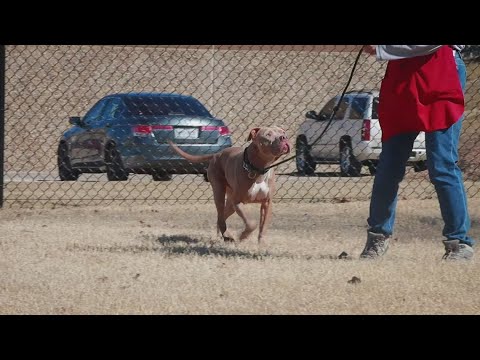 Tailwaggers: Meet Hobbs – YouTube