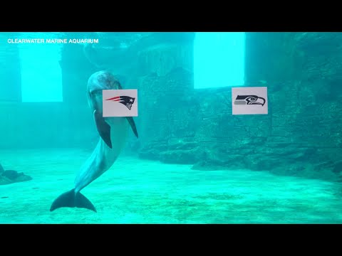Nick's Pick: Dolphin at Clearwater Marine Aquarium predicts Super Bowl winner – YouTube