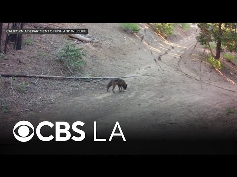Wolf visits Los Angeles County for first time in 100 years, wildlife officials say – YouTube