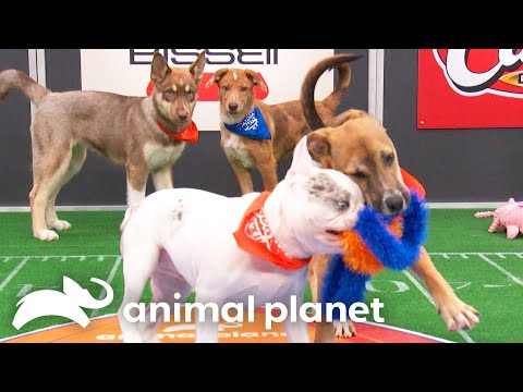 How to watch Puppy Bowl XXI live on Sling – The Herald-Mail