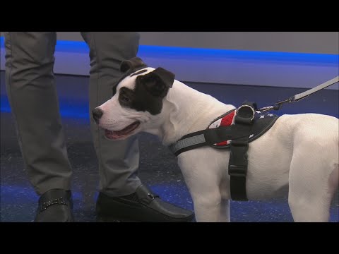 News 13 Pet Adoption Option: Victor – YouTube