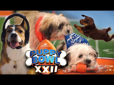 Puppy Bowl 2026! Meet the 150 Rescues From 72 Shelters Across the US – YouTube