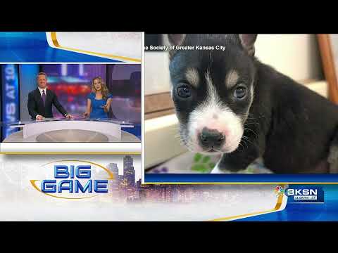 Kansas dog competes in the Puppy Bowl – YouTube