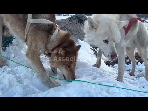 Canine caper: AP journalist recounts how Greenland sled dog stole camera – YouTube