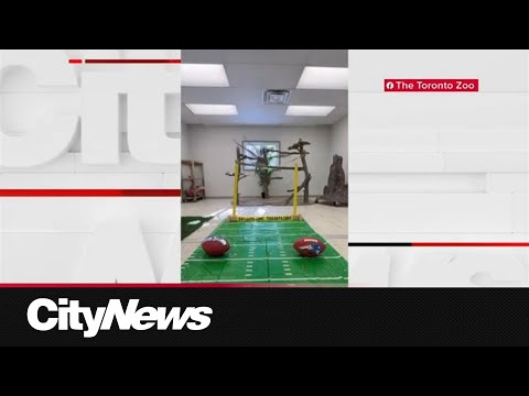 Butters makes her big pick on Superb Owl Sunday – YouTube