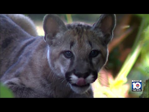 Flamingo Gardens welcomes little puma named 'Sabal' – YouTube