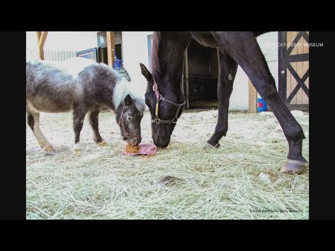 Kentucky Derby Museum's miniature horse Mighty Aristides turns 6 – YouTube