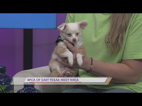 SPCA of East Texas: Meet Ninja – YouTube