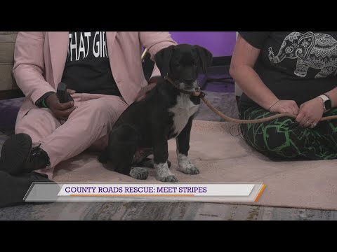 County Roads Rescue: Meet Stripes – YouTube