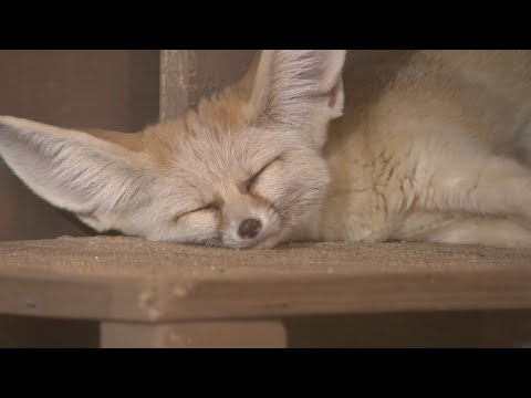 Niabi Zoo officials show off some of their loving couples – YouTube