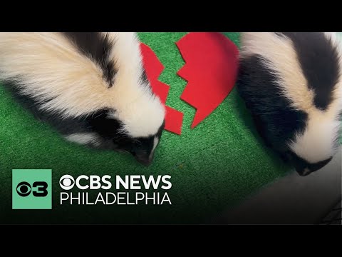 Breakup got you down this Valentine's Day? Name a roach after your ex and feed it to a skunk