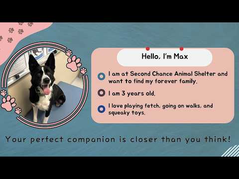 Companion Corner: Max at Second Chance Animal Shelter – YouTube