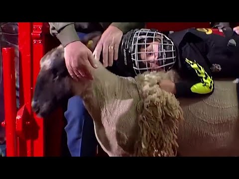 Mutton bustin' riders take part in annual San Antonio Stock Show & Rodeo event – YouTube