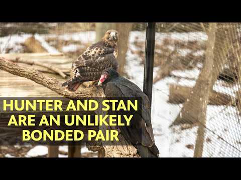 Animal odd couples: How a hawk and vulture became partners in Pa. – YouTube
