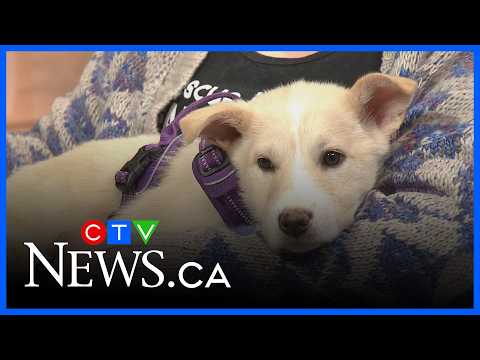 How fostering pets could be a trial run for you – YouTube