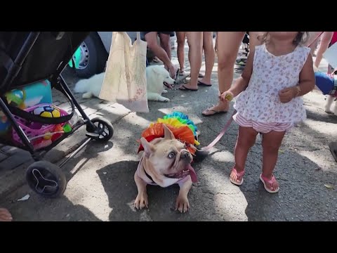Rio dogs dress up to celebrate Carnival – YouTube