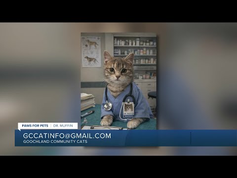 Paws for Pets: Dr. Muffin, a cute kitten who likes to be held & cuddled – YouTube