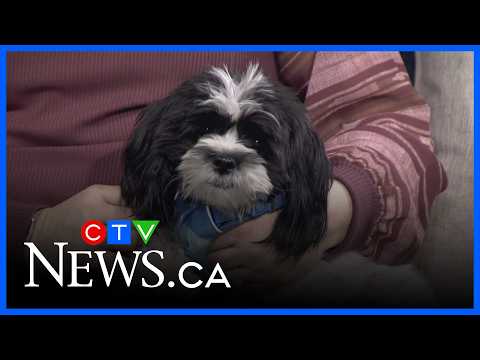 Parachutes for Pets – YouTube