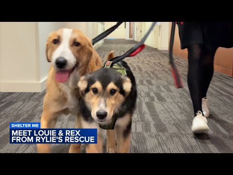 Shelter Me: Meet Rex and Louie from Rylie's Rescue – YouTube