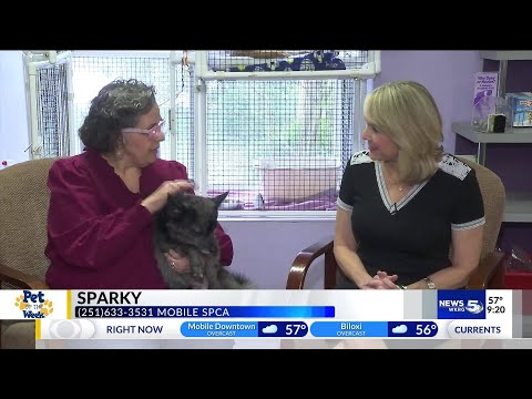 Pet of the Week: Pom-mix needs quiet home – YouTube