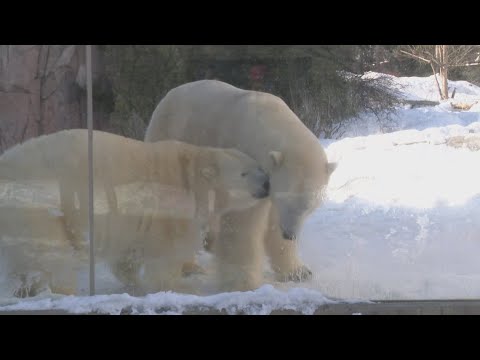 Polar Bear Days at the Buffalo Zoo with Luna and Sakari – YouTube