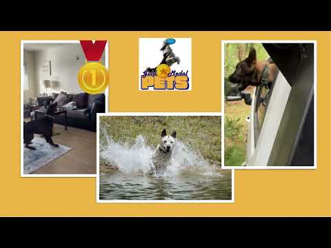 NBC5 News 4th Winner for Gold Medal Pets Contest – YouTube