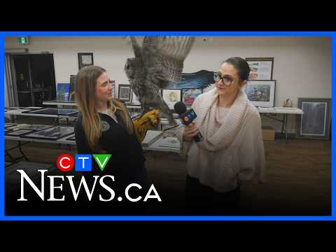 Ash the Great Grey Owl – YouTube