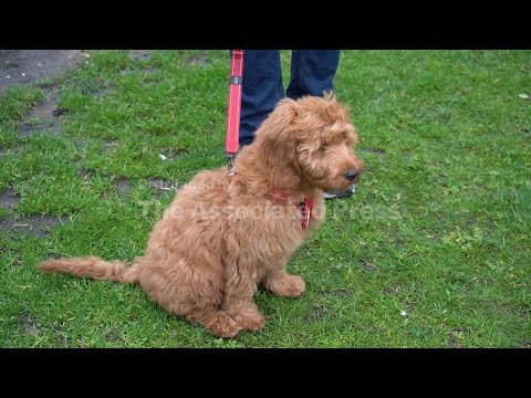 Yappy Valentine's Day: loved up gifts for your pets – YouTube