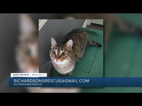 Paws for Pets: Miss Polly, a confident girl who likes attention & other kitties – YouTube
