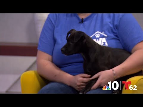 Clear the Shelters: Meet Badger – YouTube