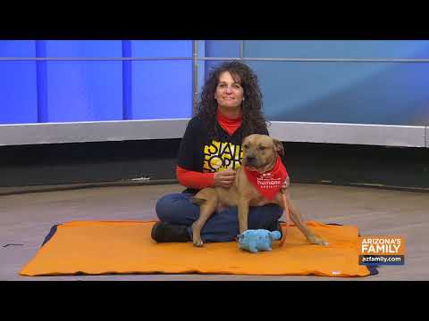 Pets on Parade (Full Episode) February 7, 2026 – YouTube