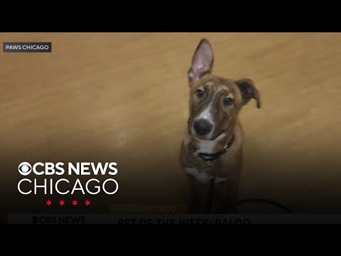 PAWS Chicago Pet of the Week: Baloo – YouTube