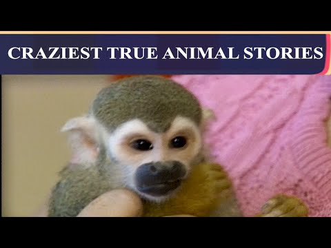 The Craziest True Animal Stories | That Was The News Then: Ep 40 – YouTube