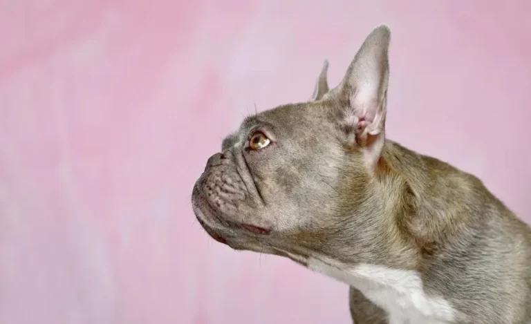 "Cute", but suffering: Dogs with respiratory problems – Telegraph