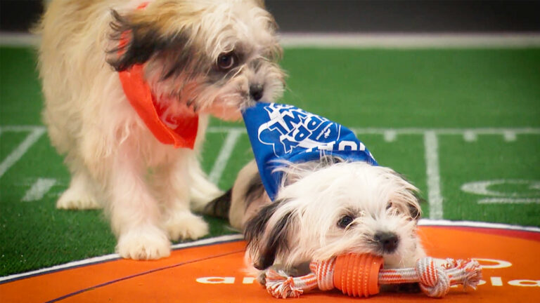 Puppy Bowl 2026 Photos: Meet The Adorable, Adoptable Starting Lineup – TVLine