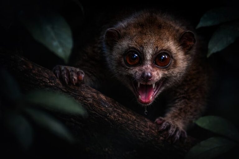 Behind this cute animal hides the world's only venomous mammal… and it's formidable. – Futura