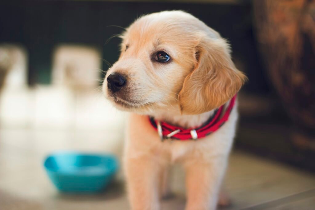 selective focus photography of short-coated brown puppy facing right side - PuppyStorage.com