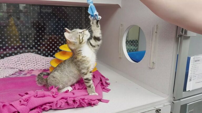 Omaha students make rope toys for adoptable pets at Nebraska Humane Society – YouTube