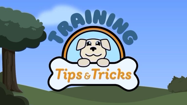 Dog Training Tips and Tricks with NBC4's Monica Day – YouTube