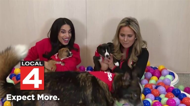 Go 4 It: Help shelter pets by donating dog or cat food – YouTube