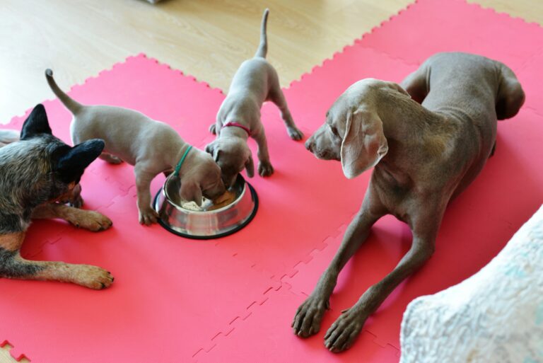 a group of three dogs eating out of a bowl - PuppyStorage.com