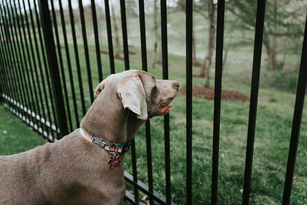 brown short coated dog on black steel fence - PuppyStorage.com