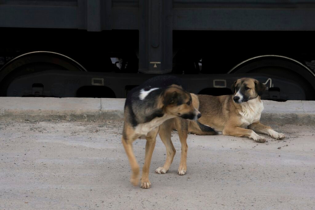 black and tan short coat medium sized dog - PuppyStorage.com