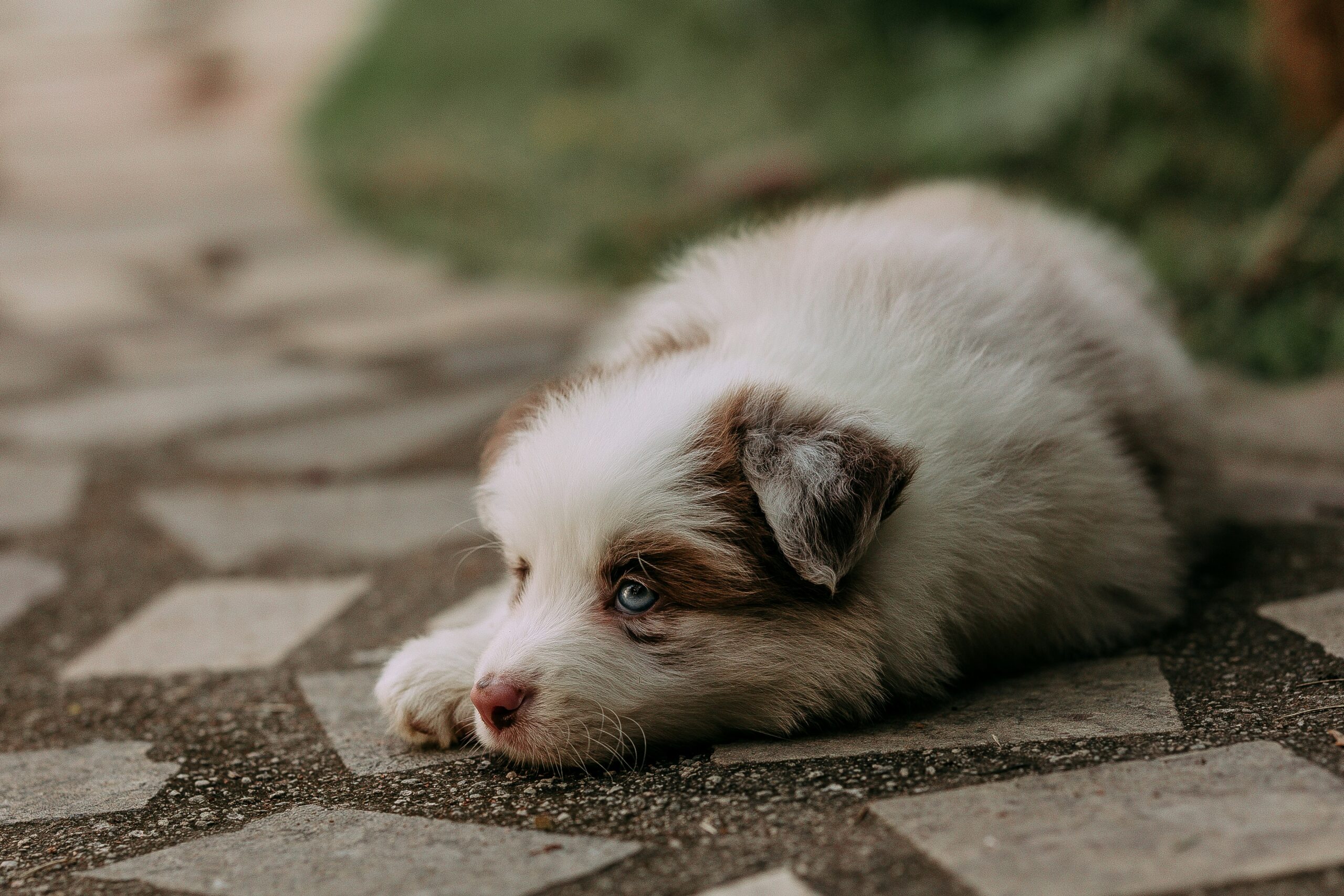 A fluffy puppy lies on a stone path - PuppyStorage.com