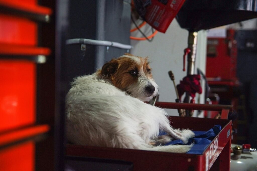 white and brown long coated dog - PuppyStorage.com