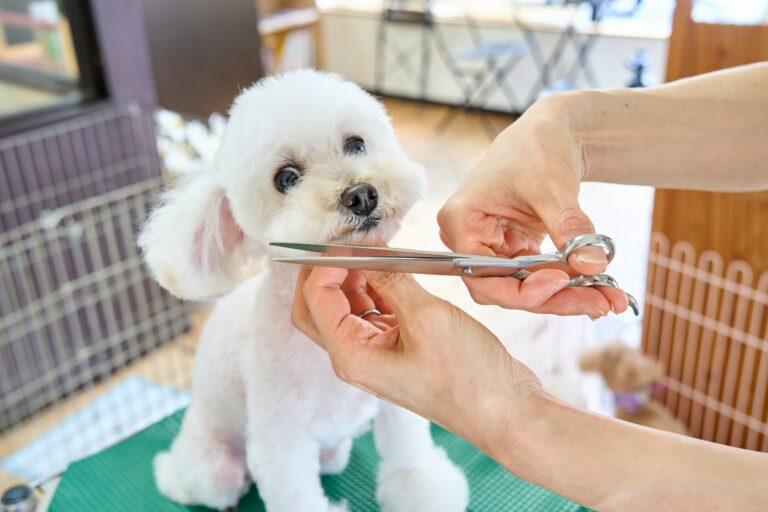 A small white dog being cut with a pair of scissors - PuppyStorage.com