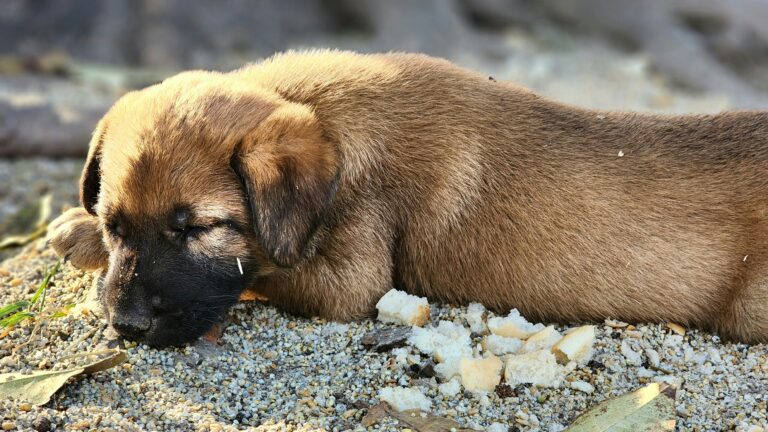 a brown dog laying on top of a pile of gravel - PuppyStorage.com