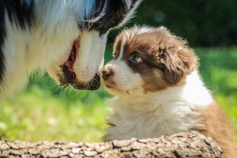 shallow focus photography of short-coated brown and white puppy - PuppyStorage.com