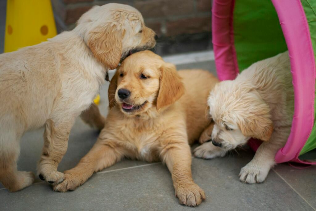 2 yellow labrador retrievers on gray pavement - PuppyStorage.com