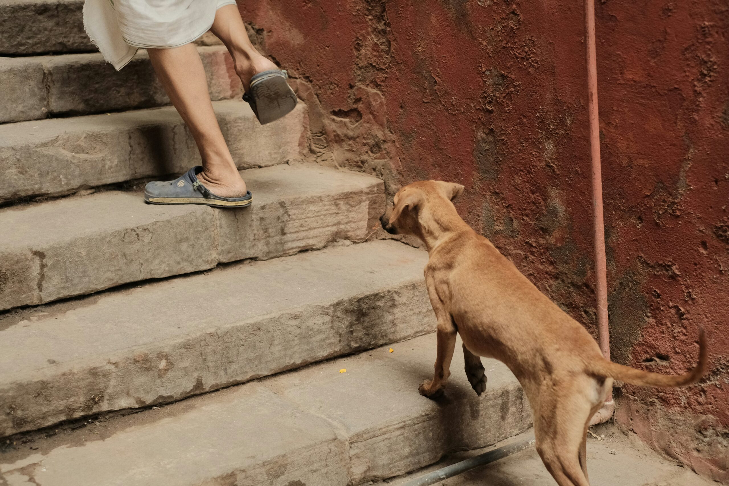 a brown dog standing on top of steps next to a person - PuppyStorage.com